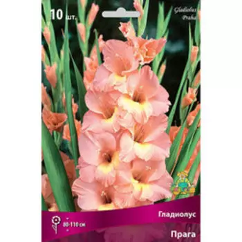 Гладиолус крупноцветковый Прага (10 шт.)