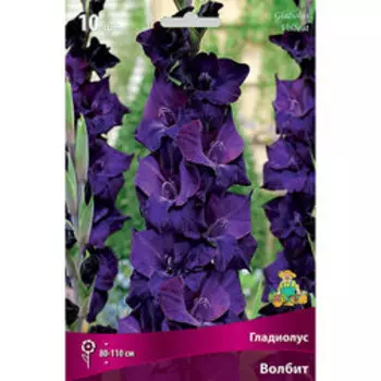 Гладиолус крупноцветковый Волбит (10 шт.)