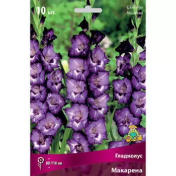 Гладиолус Макарена