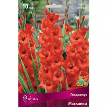 Гладиолус Масканьи (10шт)