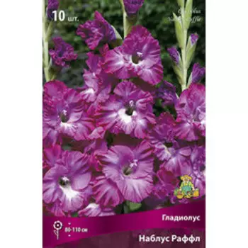 Гладиолус Наблус Раффл (10шт)