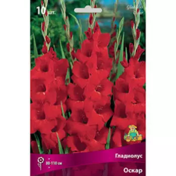 Гладиолус крупноцветковый Оскар (10шт)