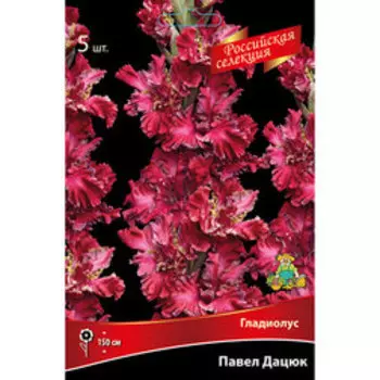 Гладиолус Павел Дацюк (5 шт.)