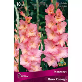 Гладиолус Пинк Соледо