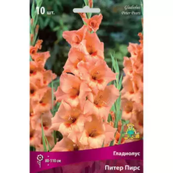 Гладиолус Питер Пирс (10шт)