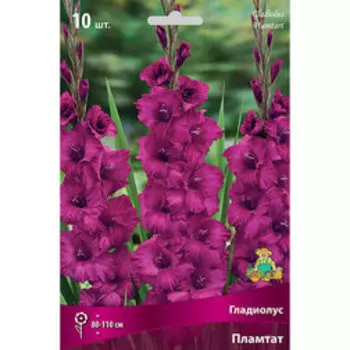Гладиолус Пламтат (10шт)