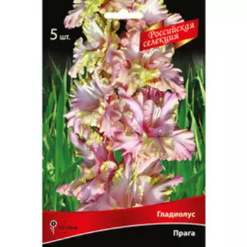 Гладиолус Прага (5шт)