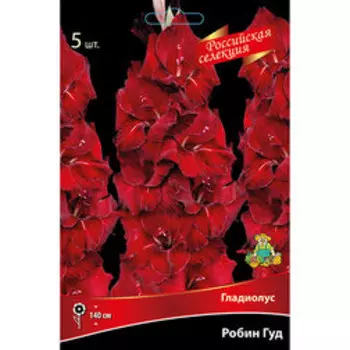 Гладиолус Робин Гуд