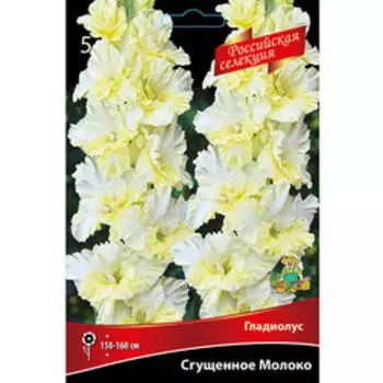 Гладиолус Сгущеное Молоко (5 шт)