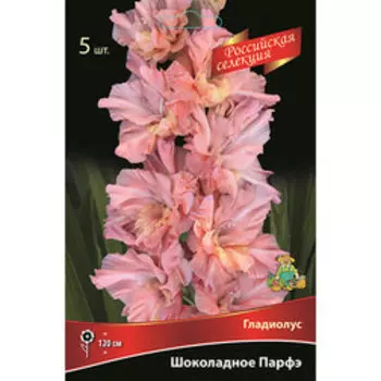 Гладиолус Шоколадное Парфэ (5 шт.)