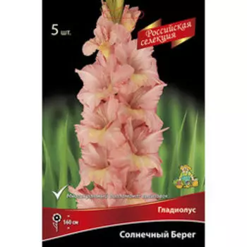 Гладиолус Солнечный берег (5шт)