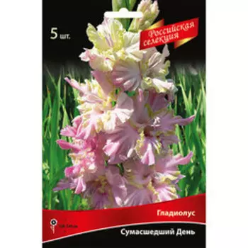 Гладиолус Сумасшедший День (5шт)