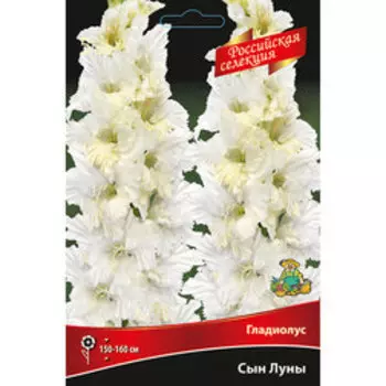 Гладиолус Сын Луны (5шт)