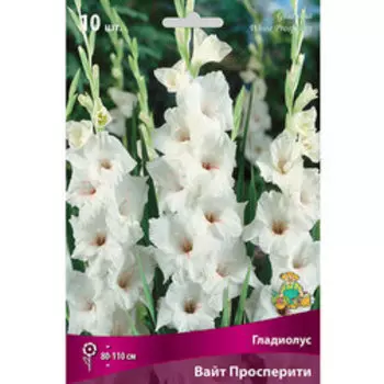 Гладиолус Вайт Просперити (10шт)