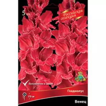 Гладиолус Венец (5 шт.)