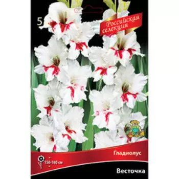 Гладиолус Весточка (5 шт.)