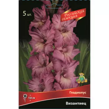 Гладиолус Византиец (5шт)
