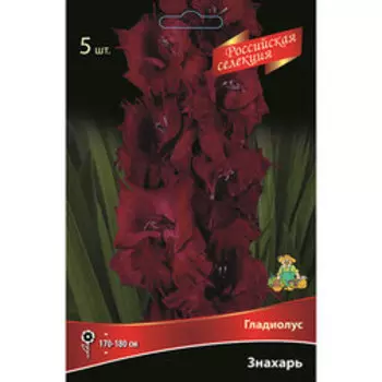 Гладиолус Знахарь (5шт.)