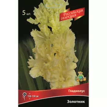 Гладиолус Золотник (5шт.)