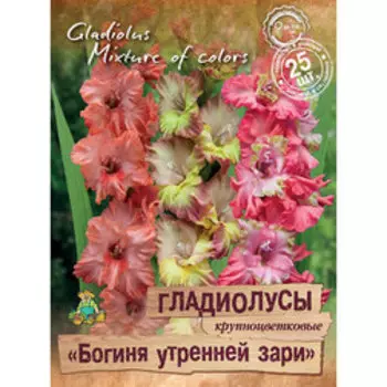 Гладиолусы крупноцветковые Богиня утренней зари (25шт)