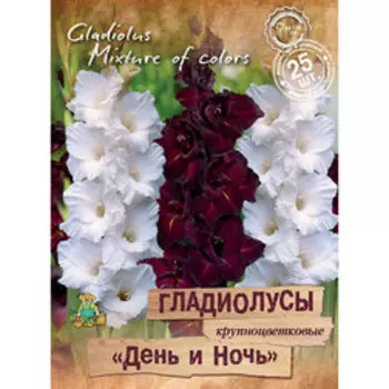 Гладиолусы крупноцветковые День и Ночь (25шт)