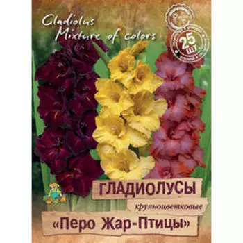 Гладиолусы крупноцветковые Перо Жар-Птицы (25шт)