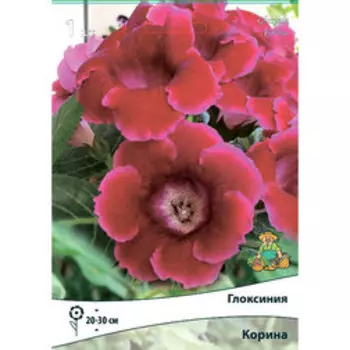 Глоксиния Корина (1шт)