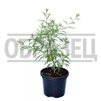 Годжи Нью Биг (С2л.)