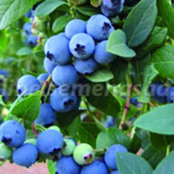 Голубика высокорослая Блюголд (С2л.)
