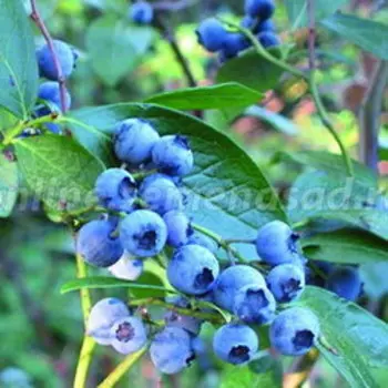 Голубика высокорослая Блюкроп (С2л.)