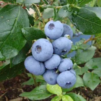 Голубика высокорослая Бонус (С2л.)