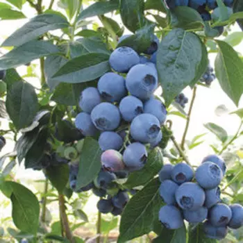 Голубика высокорослая Эллиот