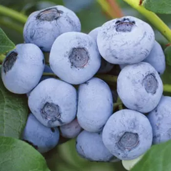 Голубика высокорослая Либерти