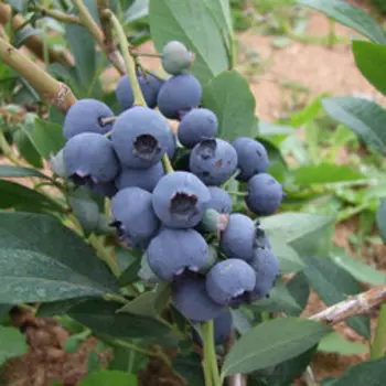 Голубика высокорослая Мидер