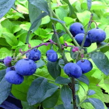 Голубика высокорослая Норт блю (С2л.)