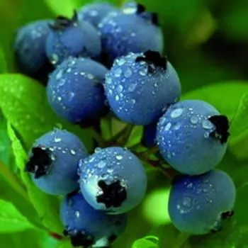 Голубика высокорослая Норт Кантри