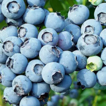 Голубика высокорослая Патриот (С2л)