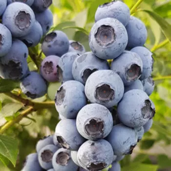 Голубика высокорослая Река