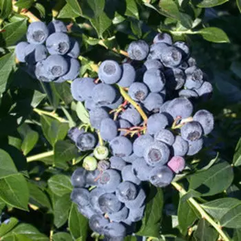 Голубика высокорослая Река (С2)