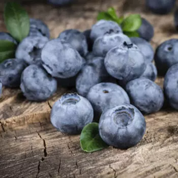 Голубика высокорослая Торо