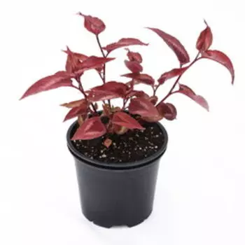 Горец мелкоголовый Ред Дрэгон (С2)