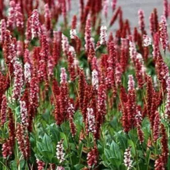 Горец родственный Дарджилин Ред (С2)