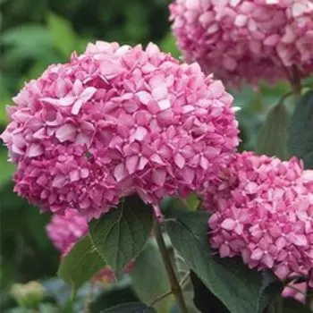Гортензия древовидная Пинк Анабель