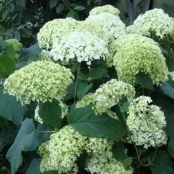 Гортензия древовидная Стерилис