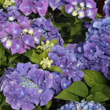 Гортензия крупнолистовая Блаумайзе