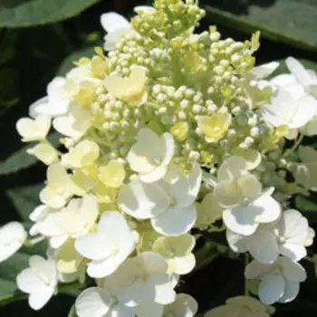 Гортензия метельчатая Бэби Лэйс (серия Патио)