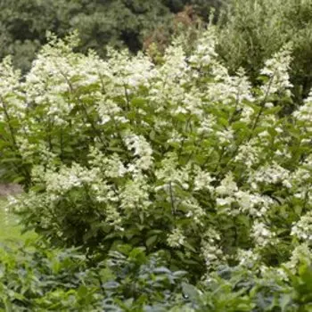 Гортензия метельчатая (Биг Бен)