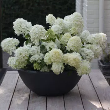 Гортензия метельчатая Бобо (серия Патио)