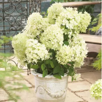 Гортензия метельчатая Бомбшелл