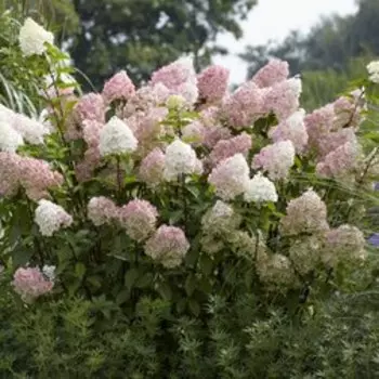 Гортензия метельчатая Диамантино